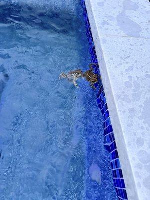 Frog living in the pool