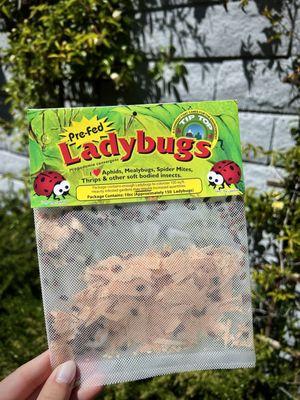 Free ladybugs with all purchases today. They will help your garden thrive.