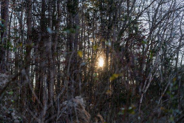 Sun through trees