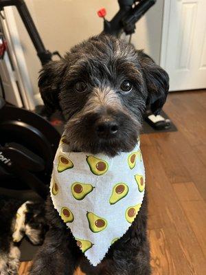 The best groom and cutest pup!