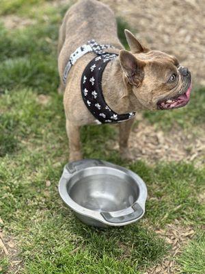 It's another perfect day to run off some of that extra puppy energy at the dog park.