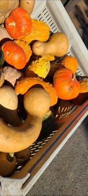 Bins of pumpkins and gourds