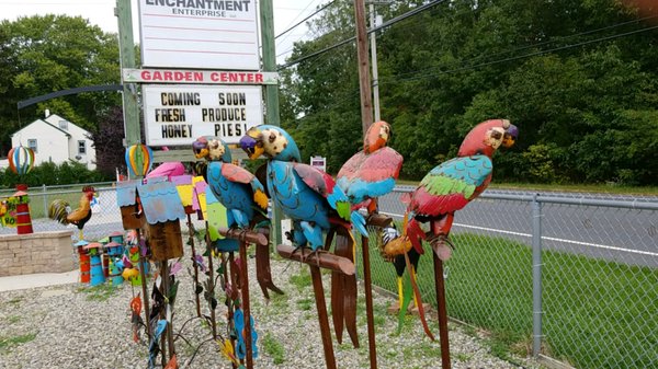 Parrots