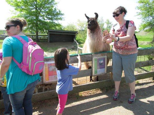 seeing the animals is always so much fun on our annual Davis Farmland Trip