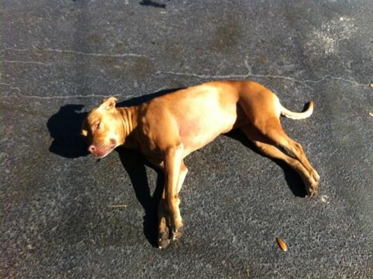 The other shop dog "protecting" the parking lot!