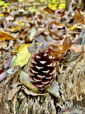 Madison County Nature Trail - Green Mountain