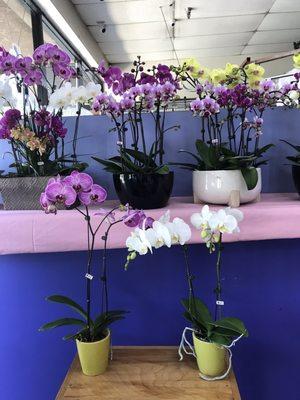 They sale these beautiful Orchids inside the cleaners