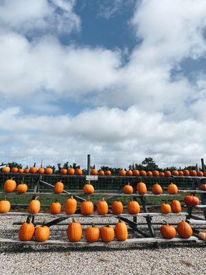 Pumpkin display outside their market