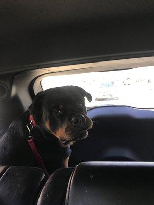 Rottweiler