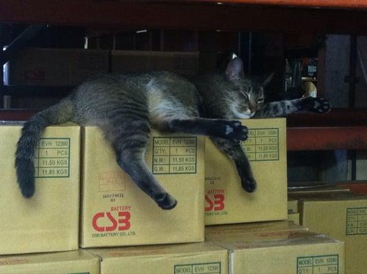 Powertron is pet-friendly. Come visit "Charger" Powertron's shop cat.