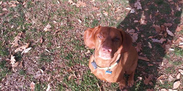 Scout sitting