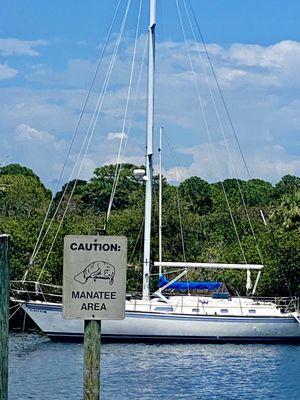 "manatee sighting area"