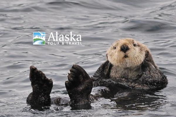 Alaska Sea Otters are seen on day cruises into Prince William Sound from Whittier and into Kenai Fjords NP out of Seward.