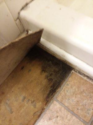 Mold caused by tub splash-over that was not properly cleaned up. The tub, vanity, subflooring and lower walls had to be removed.