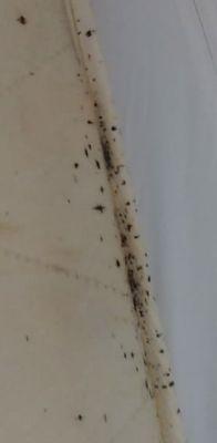 Bedbug fecal matter to look out for.