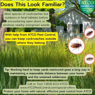 Field pests prefer the outdoors. Tall grasses and back lot meadows are prime locations for field cockroaches. Protect your home with ATCO.