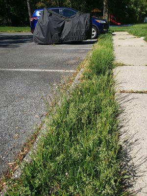 Grass not being cut in a timely manner.