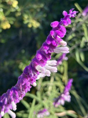 Flowers on the terrace