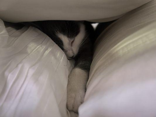 Kitten sleeping in between pillows