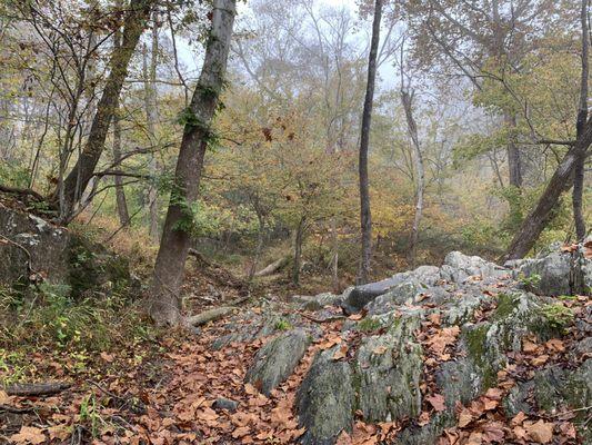 Fall leaves changing, light fog.  Walking along Billy Goat trail.