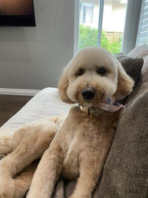 Goldendoodle