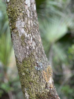 Highlands Hammock State Park