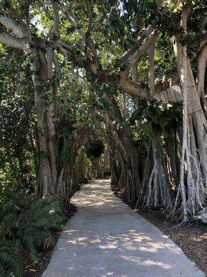 Banyan trees