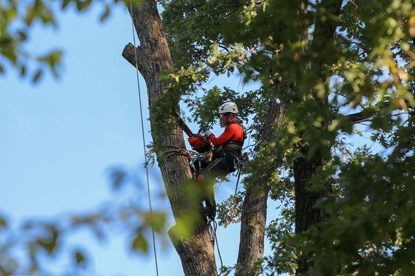 A S Tree Service