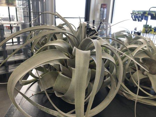 XL Tillandsia Xenographica