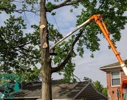 Tree service Cutting trees