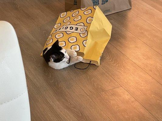 The cat in the Eggies bag