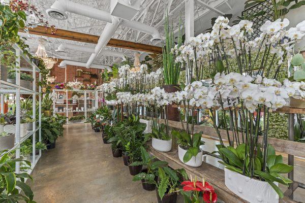 Orchid Plants