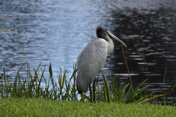 Woodstork