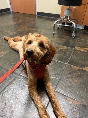 Relaxed pup ready to see the doctor!