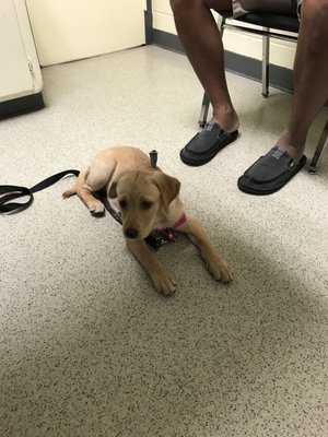 Our little Bella at her first vet appointment. What a good first visit!