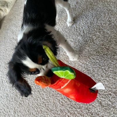 Marla with her Bloody Mary chew toy