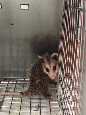 baby possum under Home.