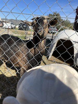 A friendly goat