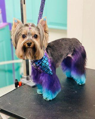 Yorkie with pet safe hair color