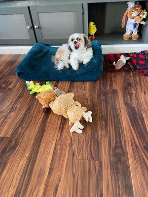 Reggie just waking up Sunday morning in time for breakfast; freshly groomed Wednesday with Nicole @ Pet Majal