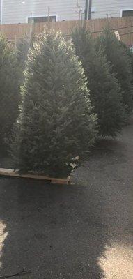 Our selection of 6-10 foot trees on display.