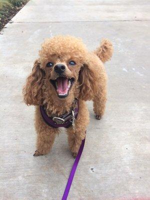 Penny is all smiles on her walks with Jamie!