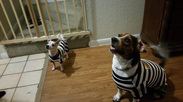 Dogs with gate on first fl townhouse.