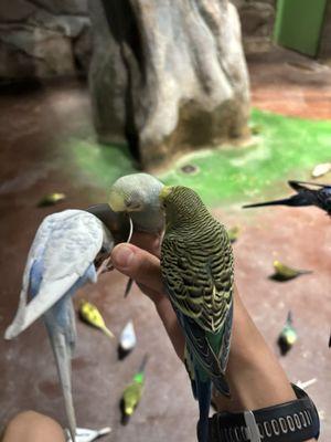 The interactive parakeet section where you feed birds