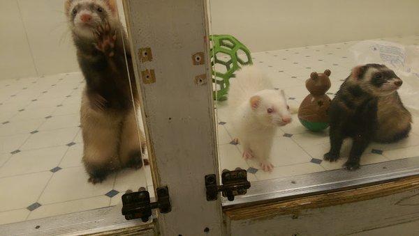 Greater Chicago Ferret Association