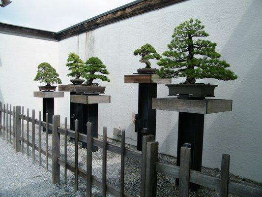 United States National Bonsai & Penjing Museum in 2011