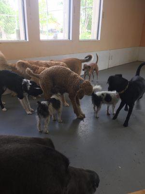 #dogdaycare