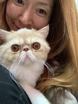 Exotic Shorthair Cat