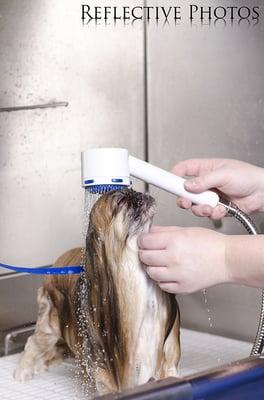 Gizmo the miniature pekingese LOVING her bath at Flawless Paws!