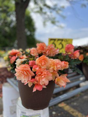 Begonia Pot